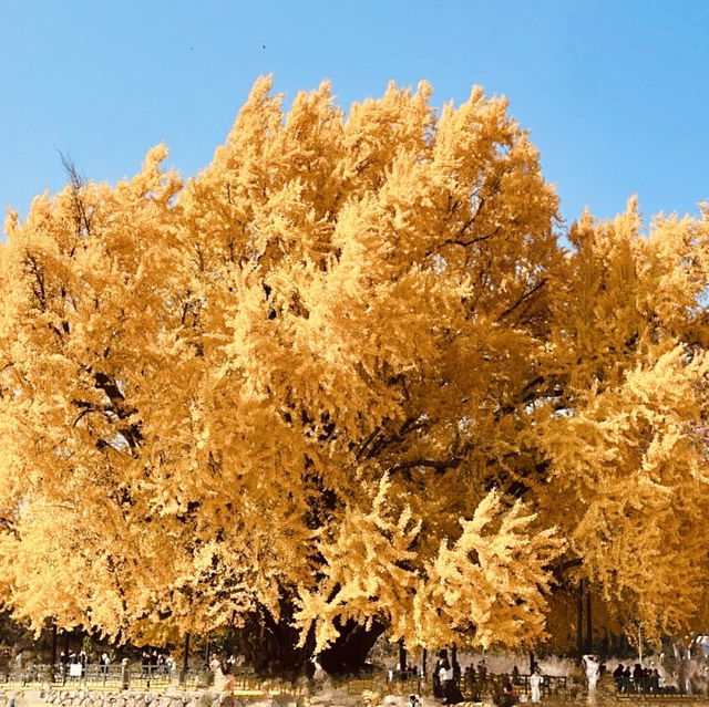 Golden wonder: Wonju Ginkgo tree