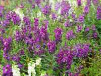 Queen Sirikit Botanic Garden สวนดอกไม้เชียงใหม่ 