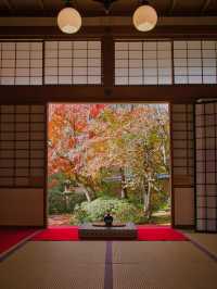 【紅葉特集】一度は行きたいもみじのトンネル参道🍁花手水などもある紅葉スポット✨
