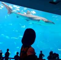 Churaumi Auquarium แห่งโอกินาวะ ยิ่งใหญ่สวยงาม