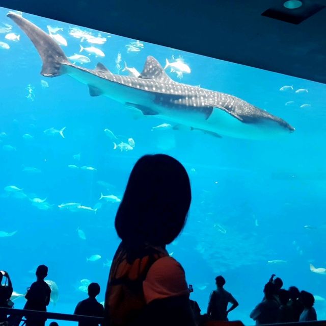 Churaumi Auquarium แห่งโอกินาวะ ยิ่งใหญ่สวยงาม