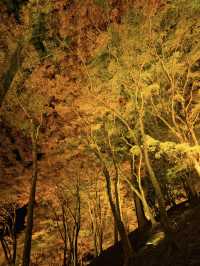 【紅葉特集】これ無料でいいの⁉️一生に一度は見たい紅葉ライトアップ🍁✨