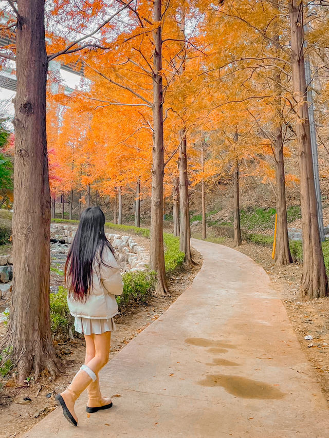 부산의 가을 명소, 단풍구경하기 좋은 기장 용소웰빙공원
