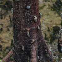 Pasir Ris Park Mangrove Boardwalk