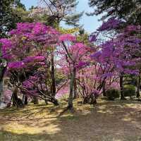 A Burst of Pink at Tsukairaku Park!