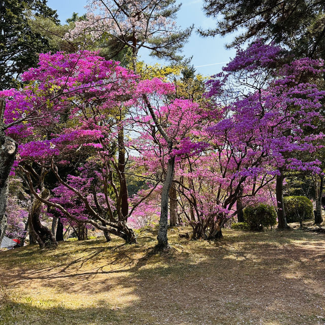 A Burst of Pink at Tsukairaku Park!