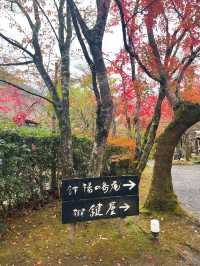 【湯布院】感動！亀の井別荘の素晴らしい紅葉✨
