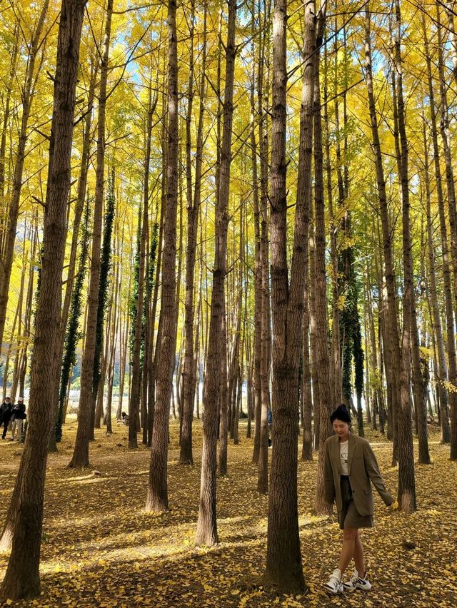 동화같은 은행나무마을이 있는 경주💛