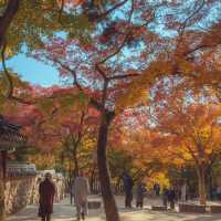 가을 붉은단풍으로 물든 천년의 역사“경주 불국사”