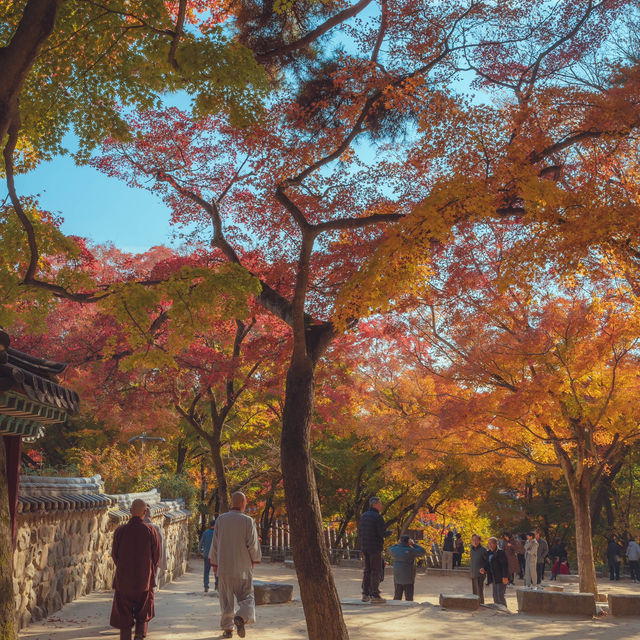 가을 붉은단풍으로 물든 천년의 역사“경주 불국사”