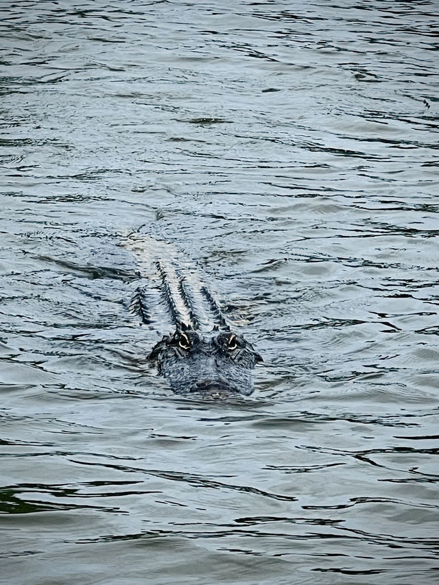 ［紐奧良旅遊］New Orleans Swamp Tour-尋找野生鱷魚🐊