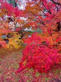 京都嵯峨野の紅葉穴場スポット😊🍁清凉寺🍁