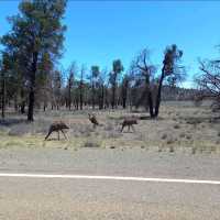 Flinders Ranges National Park, South Australia