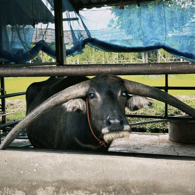 Buffalo Village หมู่บ้านอนุรักษ์ควายไทย