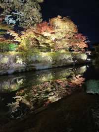 【京都　東寺】紅葉ライトアップ