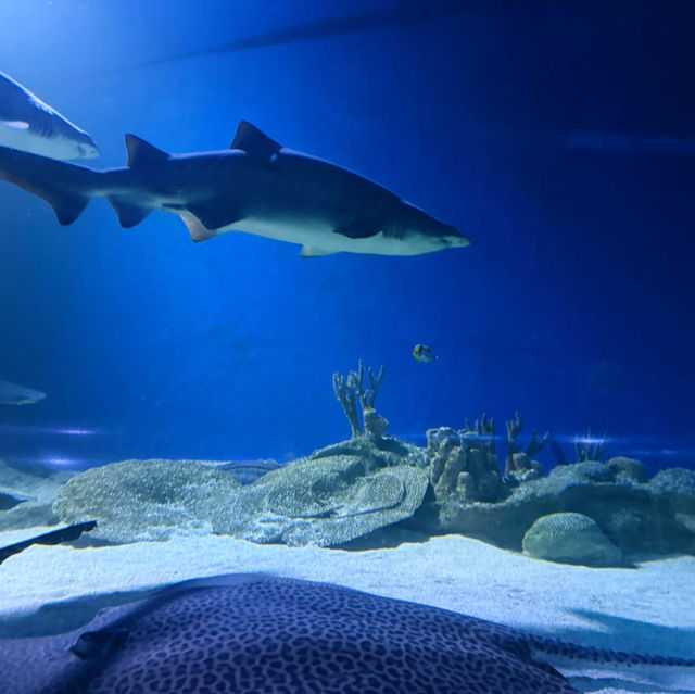 Dive Into Fun at Aquaria KLCC: A Must-Visit for Families Visiting Kuala Lumpur 🐠