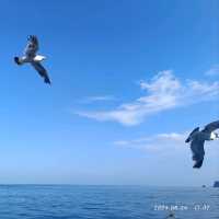 韓國濟州牛島（Udo)