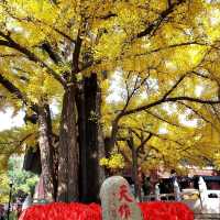 ไหว้พระขอพร @ Hongluo Temple