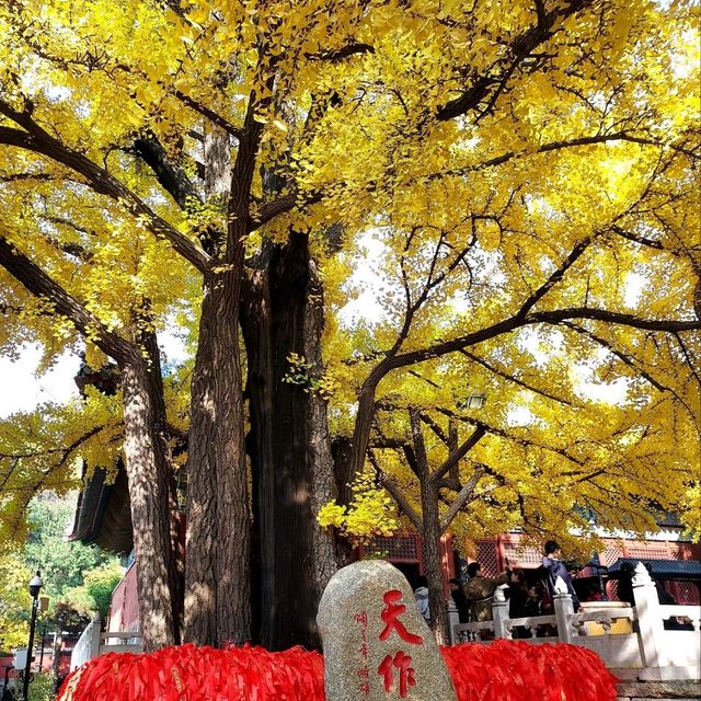 ไหว้พระขอพร @ Hongluo Temple