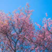 ตามล่าซากุระเมืองไทยที่ อุโมงค์ซากุระ กันค่า 🌸