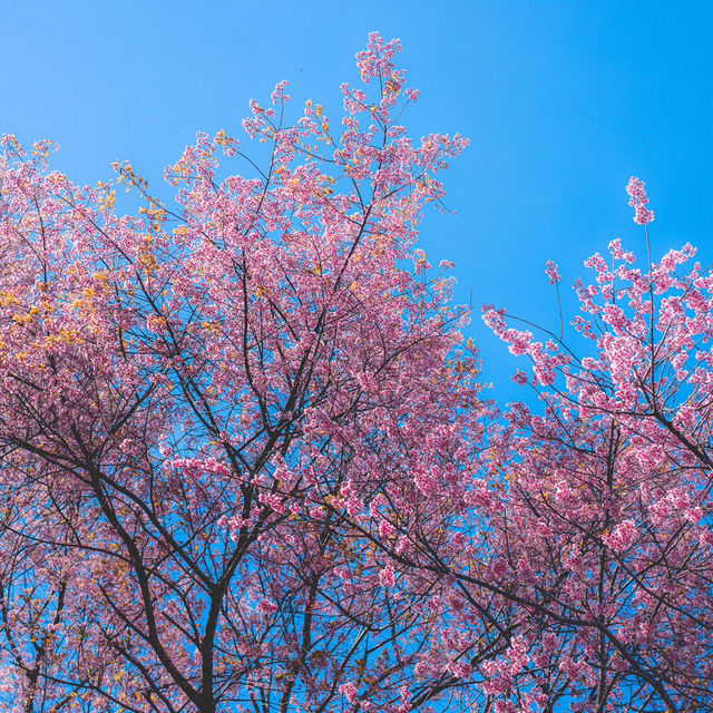 ตามล่าซากุระเมืองไทยที่ อุโมงค์ซากุระ กันค่า 🌸