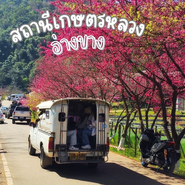 ชมดอกไม้สวย ที่ดอยอ่างขาง