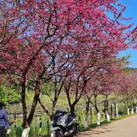 ชมดอกไม้สวย ที่ดอยอ่างขาง