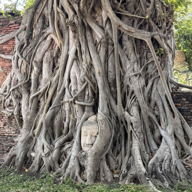 วัดมหาธาตุ จ.พระนครศรีอยุธยา