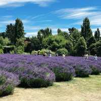 Wanaka Lavender Farm's Tranquil Charm
