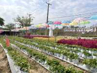 ไร่สตอเบอรี่ภูผาเด่นชัย จ.แพร่