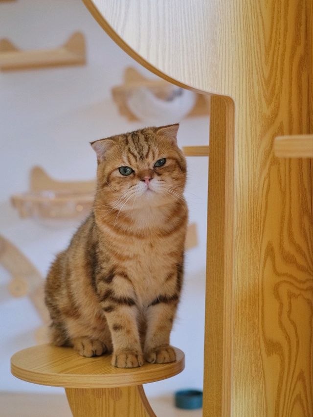 ถูกใจคนรักหมาแมว Zucca - The Pet Sanctuary & Cafe