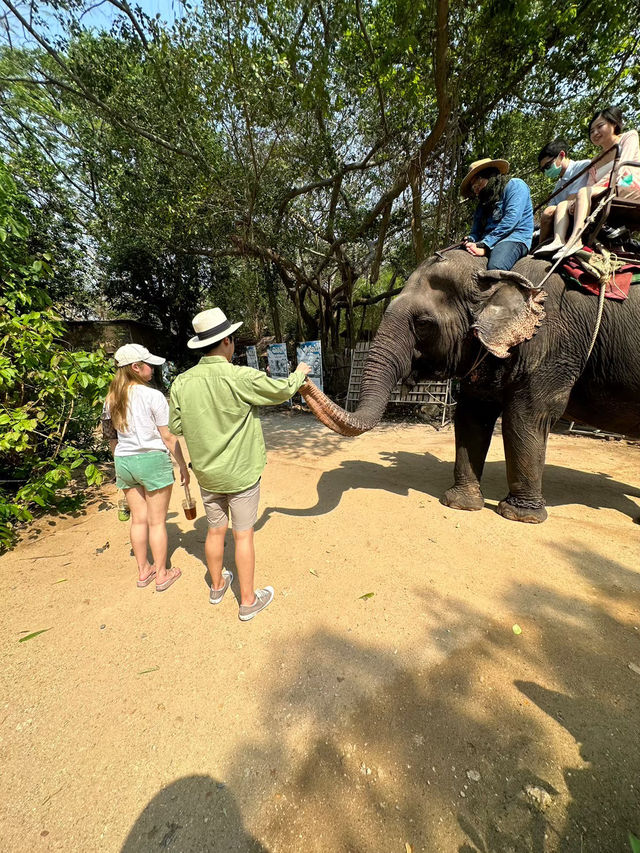 Pattaya Elephant Village 🐘🎋