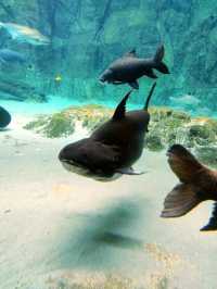 River Wonders