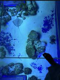 ナマケモノの餌やりが楽しめる！沖縄水族館