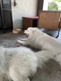 Joint.s คาเฟ่มะหมา🐶