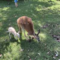 キャバーシャム・ワイルドライフ・パーク🇦🇺