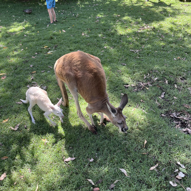 キャバーシャム・ワイルドライフ・パーク🇦🇺