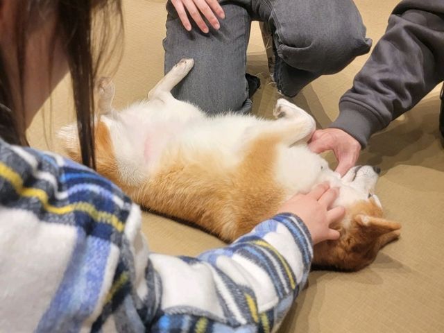 東京上野淺草遊
