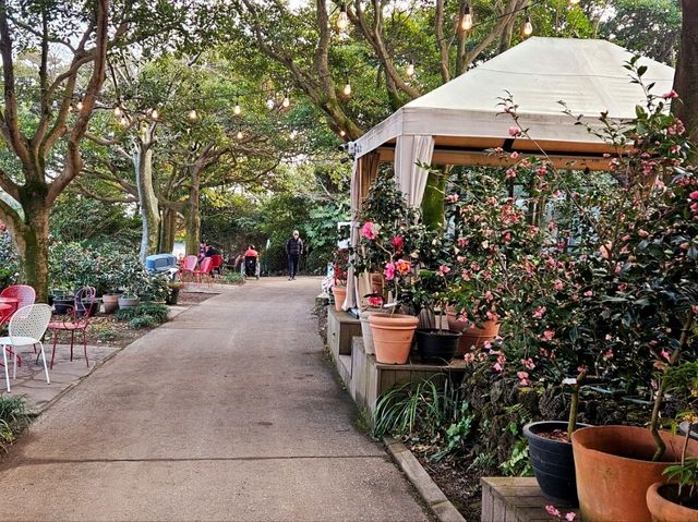 A nice visit to Camellia Hill at Jeju