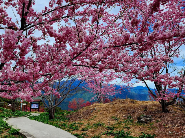 福壽山農場|千櫻園櫻花美景
