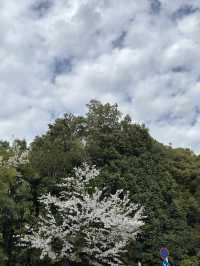 京都知恩院的櫻花之美 🌸 