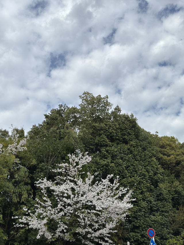 京都知恩院的櫻花之美 🌸 