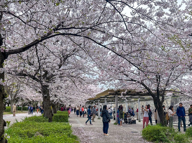 大阪櫻花🌸大阪城公園「櫻吹雪」~太浪漫了吧！