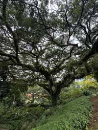 Perfect for nature lovers and history buffs, Fort Canning Park