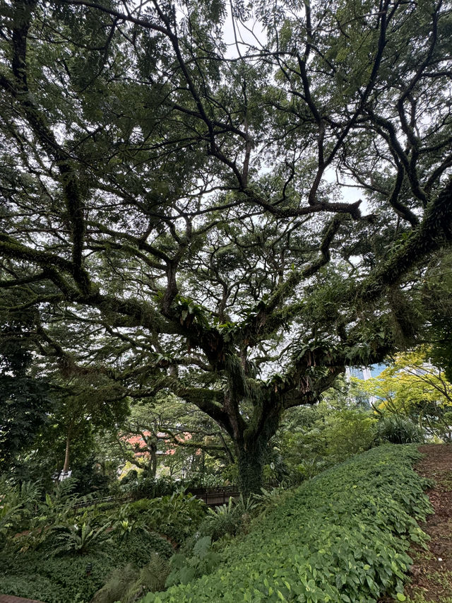 Perfect for nature lovers and history buffs, Fort Canning Park
