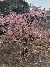 Early Sakura Blooms: Where to Catch Japan’s First Cherry Blossoms!
