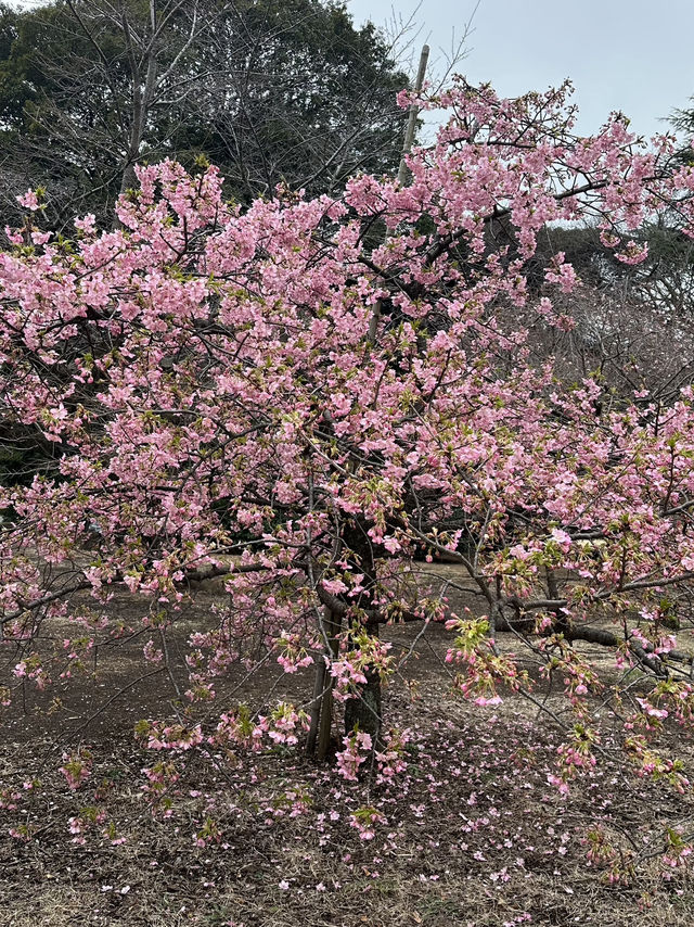 Early Sakura Blooms: Where to Catch Japan’s First Cherry Blossoms!