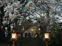 Chureito Pagoda จุดชมซากุระสุดปัง พร้อมวิวฟูจิ