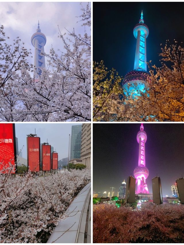 Shanghai Plum and Cherry Blossom Spots