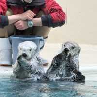 水族館好きな人は絶対に人生で1度は行くべき！色んな動物に出会える鳥羽水族館🥳💖